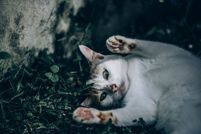 Portrait of kitten relaxing outdoors