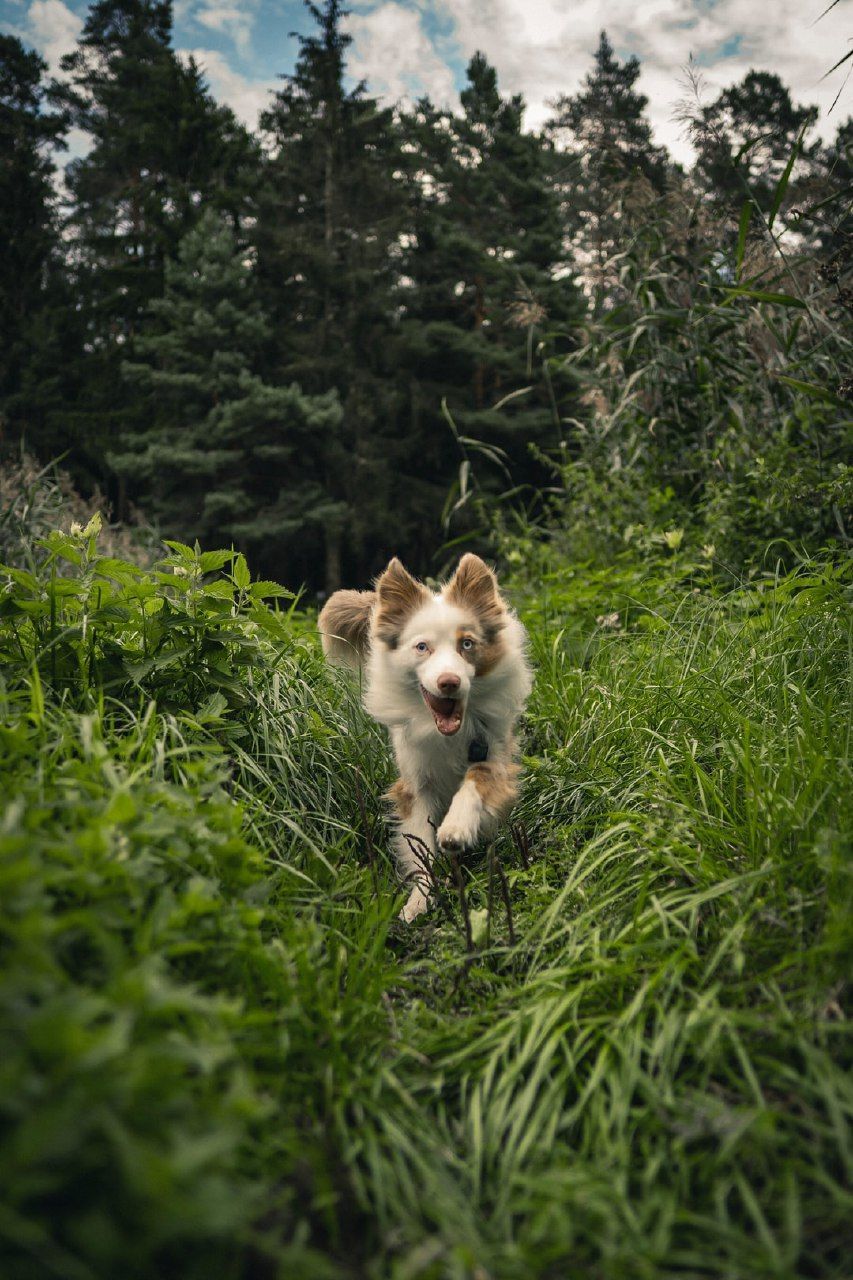 mammal, animal themes, animal, one animal, plant, domestic animals, pet, dog, canine, grass, tree, nature, no people, portrait, green, land, outdoors, sky, day, running, wildlife, forest, cloud