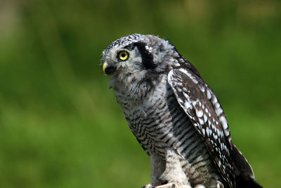 Close-up of owl perching outdoors