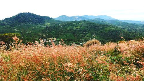 Scenic view of field and mountains against sky