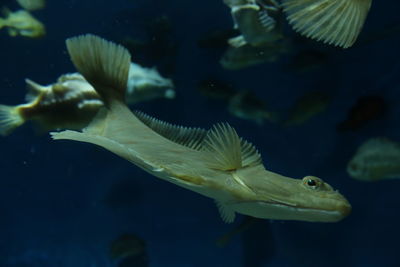 Close-up of fish swimming in aquarium