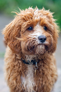 Close-up portrait of dog