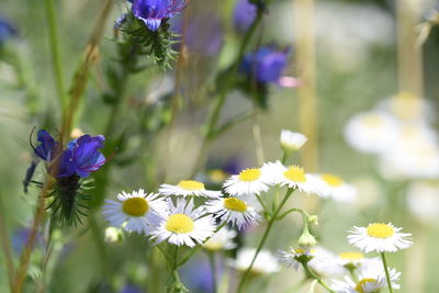 Close-up of purple flowering plant