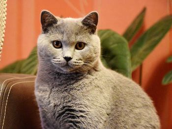 Close-up portrait of cat sitting