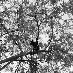 Low angle view of bird on tree