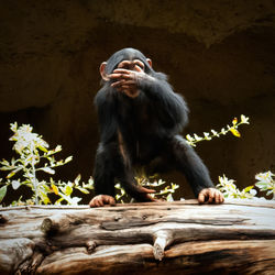 Low angle view of monkey on tree trunk