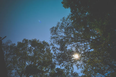 Low angle view of trees against clear sky