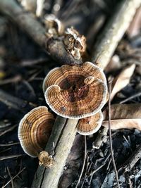 Close-up of snail on log