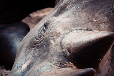 Close-up of human skull