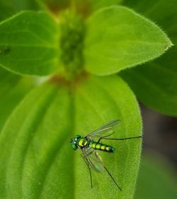 Close-up of fly on leaf