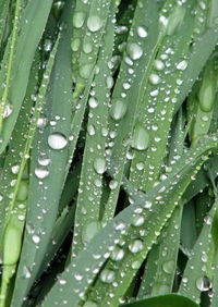 Macro shot of water drops on leaf