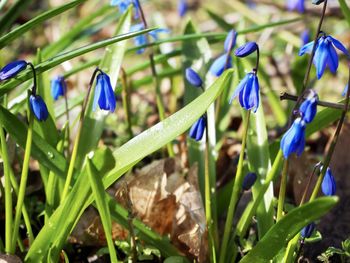 Close-up of purple crocus flowers on field