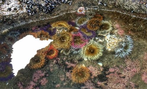 Close-up of coral in sea