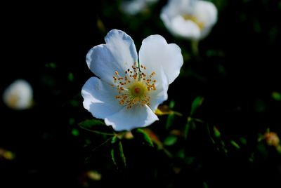 Close-up of white flower