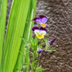 Close-up of purple flowers blooming outdoors