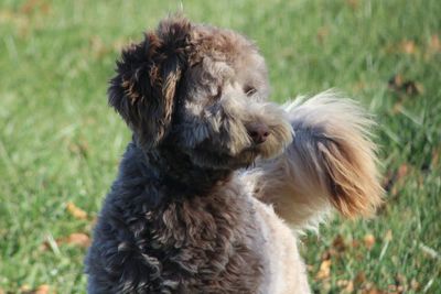 Close-up of dog sitting on field