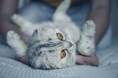 Cat relaxing on bed