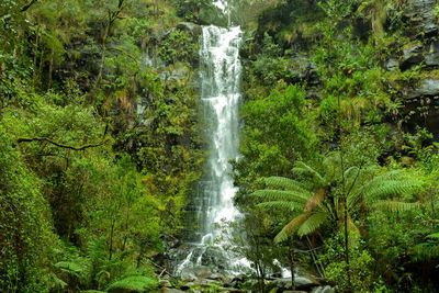 Scenic view of waterfall in forest