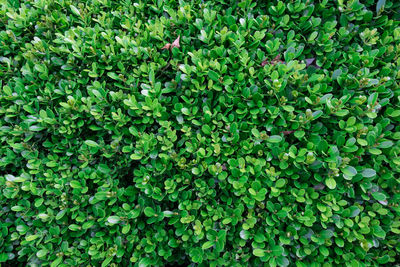 Full frame shot of plants growing on field