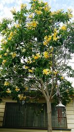 Low angle view of flowering tree by building against sky