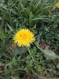 High angle view of yellow flowering plants on field