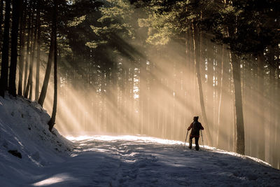 Rear view of person hiking in forest during winter