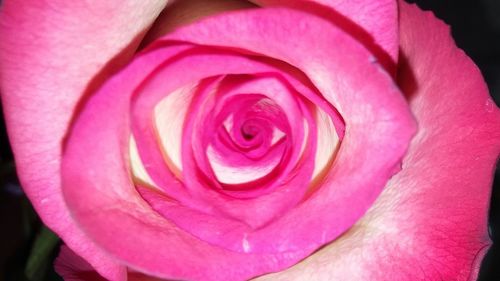 Close-up of pink rose