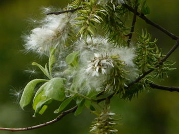 Close-up of flower tree