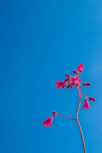 Low angle view of red flowering plant against blue sky