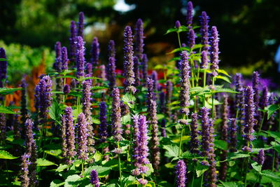 Close-up of purple flowering plants