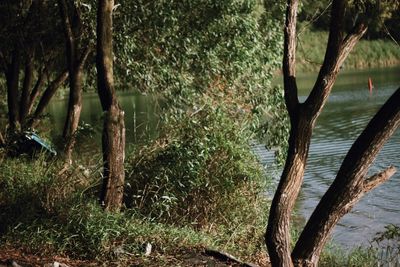 Tree growing in lake