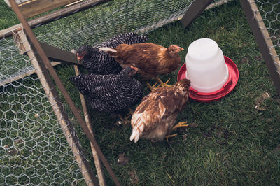 High angle view of hens in pen