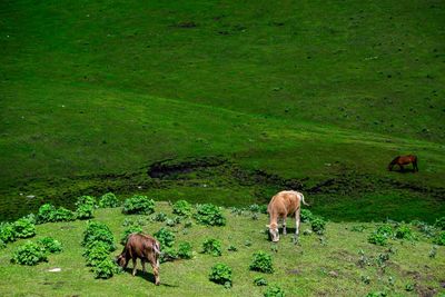 Horses grazing on the qiongkushitai grassland in xinjiang