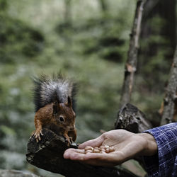 Cropped hand of person feeding squirrel