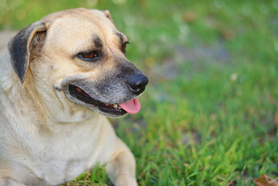 Close-up of dog looking away on field