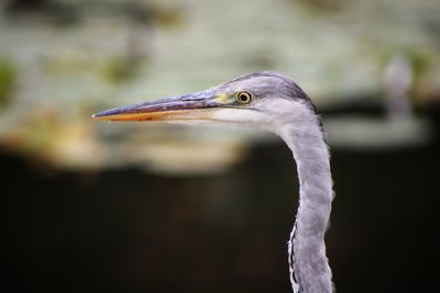 Close-up of a bird