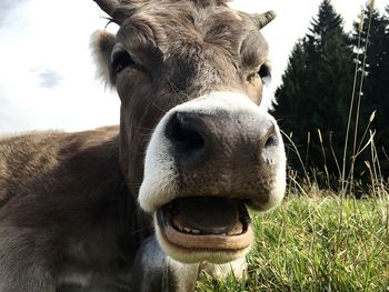 Close-up portrait of cow on field against sky