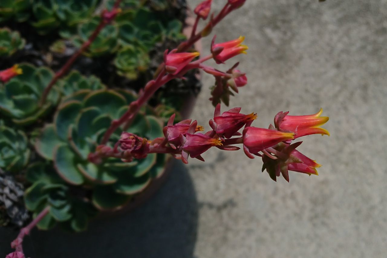 growth, petal, flower, nature, red, fragility, beauty in nature, plant, day, outdoors, freshness, leaf, no people, flower head, close-up, blooming