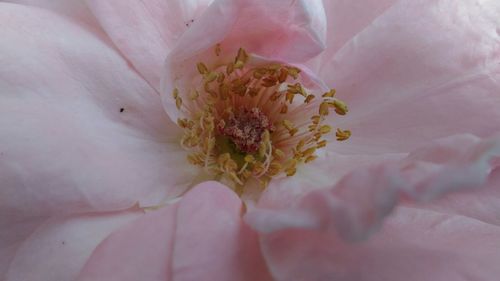 Full frame shot of pink flower