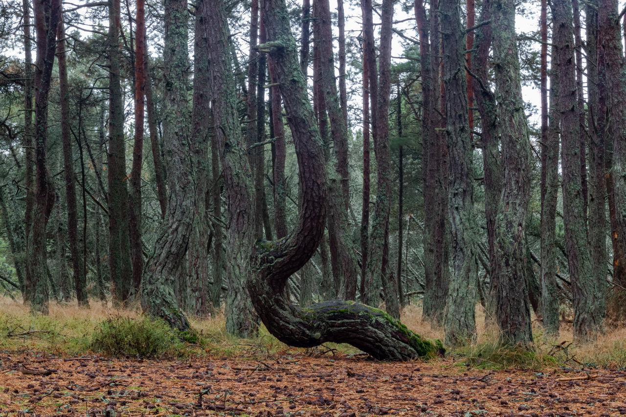 VIEW OF TREE TRUNKS IN FOREST