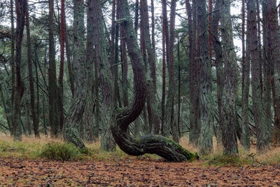 Trees in forest