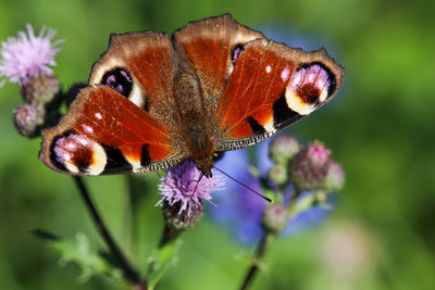 Peacock butterfly aglais io takes nectar from thistle blossom