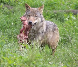 Wolf carrying carcass on grassy field