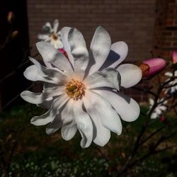 Close-up of white flower