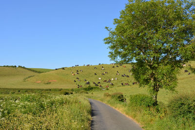 Narrow lane through green fields with cows on hillside and ash tree at roadside, dorset, england