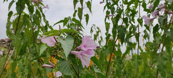 Close-up of pink flowering plant