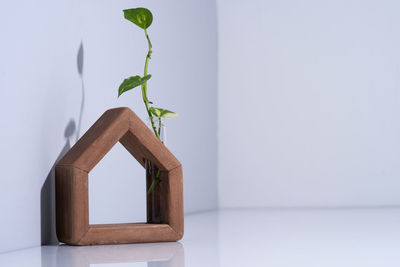 Close-up of potted plant against wall of house