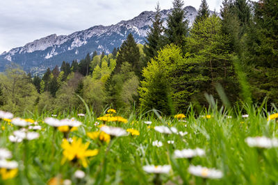 Scenic view of flower field against sky