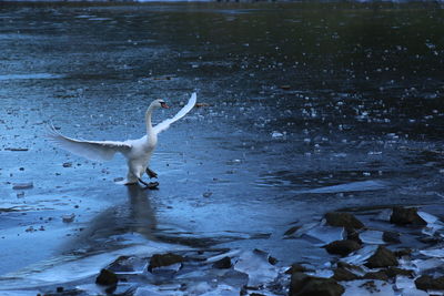 Swan swimming in lake