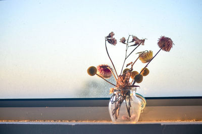 Close-up of wilted flowers in vase against wall